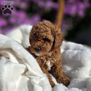 Jenny, Cavapoo Puppy