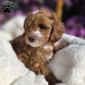 Bubba, Cavapoo Puppy