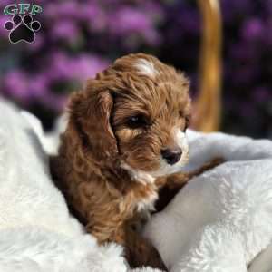 Bubba, Cavapoo Puppy