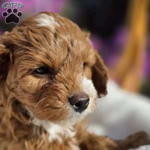 Bubba, Cavapoo Puppy