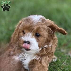 Forrest, Cavapoo Puppy