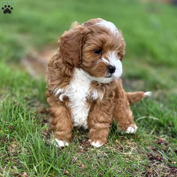 Forrest, Cavapoo Puppy