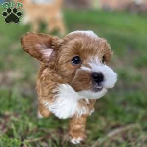 Forrest, Cavapoo Puppy