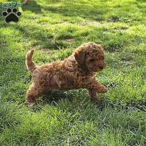 Jenny, Cavapoo Puppy