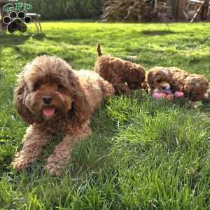 Jenny, Cavapoo Puppy