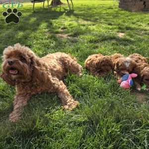 Bubba, Cavapoo Puppy