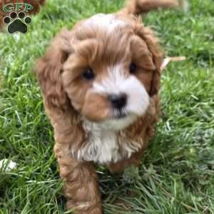 Forrest, Cavapoo Puppy