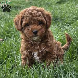 Jenny, Cavapoo Puppy