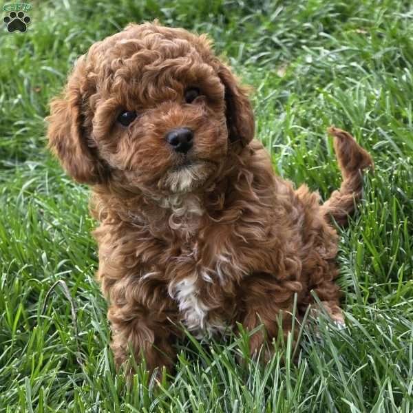 Jenny, Cavapoo Puppy