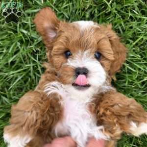 Forrest, Cavapoo Puppy