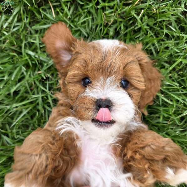 Forrest, Cavapoo Puppy