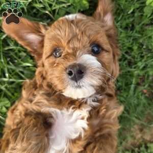 Bubba, Cavapoo Puppy