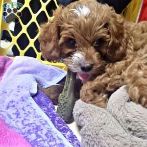 Bubba, Cavapoo Puppy