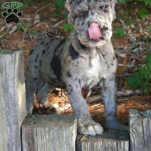 KING, Cane Corso Puppy