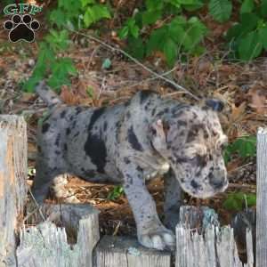 KING, Cane Corso Puppy