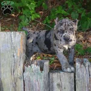 KING, Cane Corso Puppy