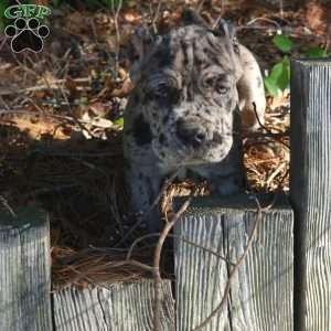 KING, Cane Corso Puppy