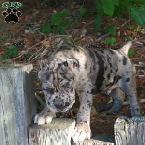 KING, Cane Corso Puppy