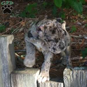 KING, Cane Corso Puppy