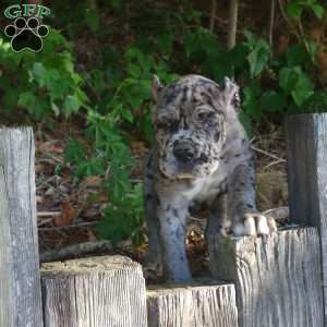 KING, Cane Corso Puppy