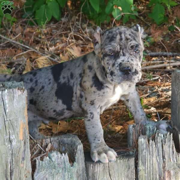 KING, Cane Corso Puppy