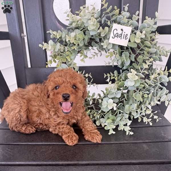 Sadie, Miniature Poodle Puppy