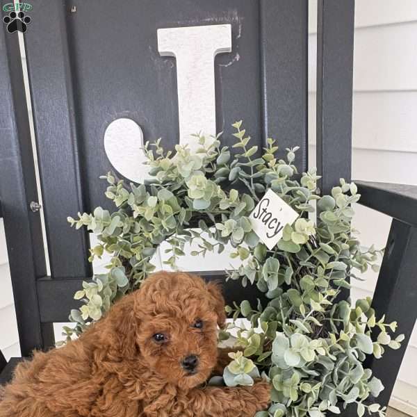 Stacy, Miniature Poodle Puppy