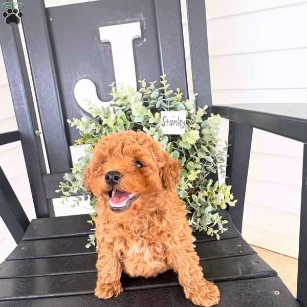 Stanley, Miniature Poodle Puppy