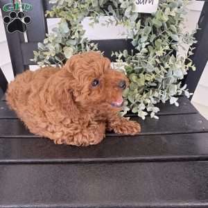 Sam, Miniature Poodle Puppy