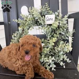Sam, Miniature Poodle Puppy