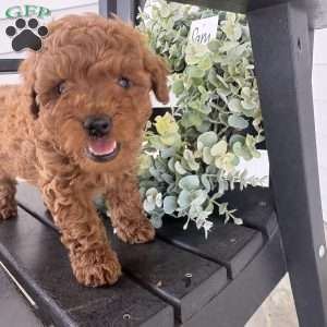 Sam, Miniature Poodle Puppy
