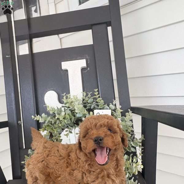 Sam, Miniature Poodle Puppy