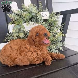 Sam, Miniature Poodle Puppy