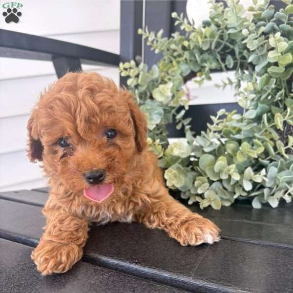 Stella, Miniature Poodle Puppy