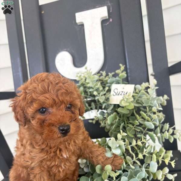 Suzy, Miniature Poodle Puppy