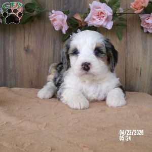lacy, Mini Bernedoodle Puppy