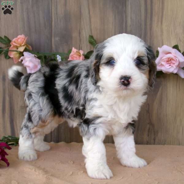 lacy, Mini Bernedoodle Puppy