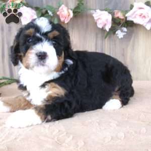 cali, Mini Bernedoodle Puppy