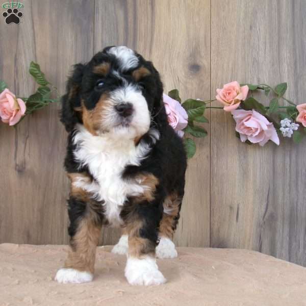 cali, Mini Bernedoodle Puppy