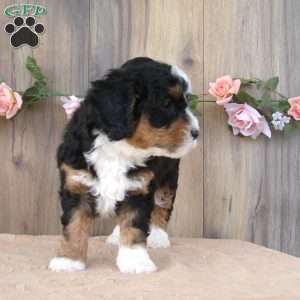 cali, Mini Bernedoodle Puppy