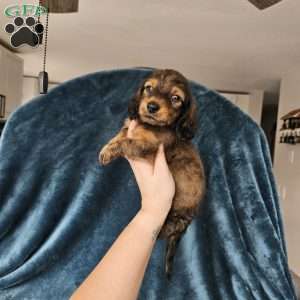 Winston – mini, Dachshund Puppy