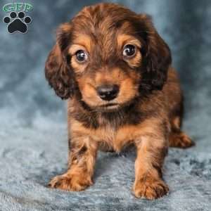 Winston – mini, Dachshund Puppy