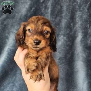 Winston – mini, Dachshund Puppy