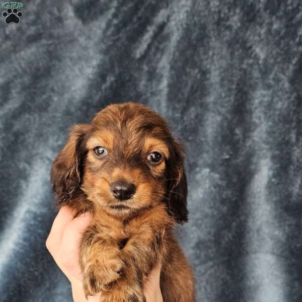 Winston – mini, Dachshund Puppy