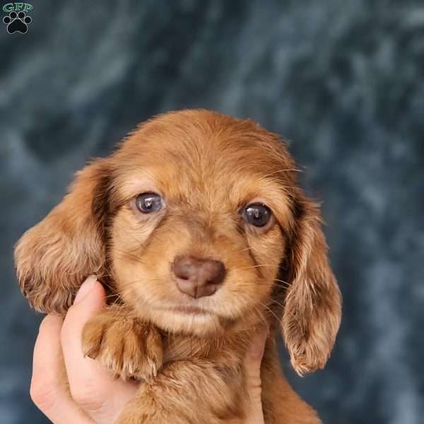 Hazel – mini, Dachshund Puppy