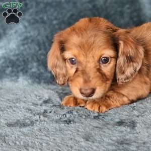 Hazel – mini, Dachshund Puppy