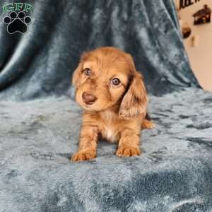 Hazel – mini, Dachshund Puppy