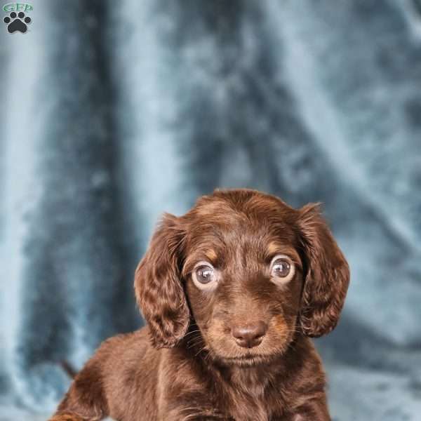 Harper – mini, Dachshund Puppy