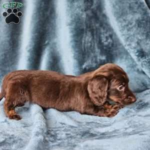Harper – mini, Dachshund Puppy