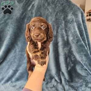 Harper – mini, Dachshund Puppy